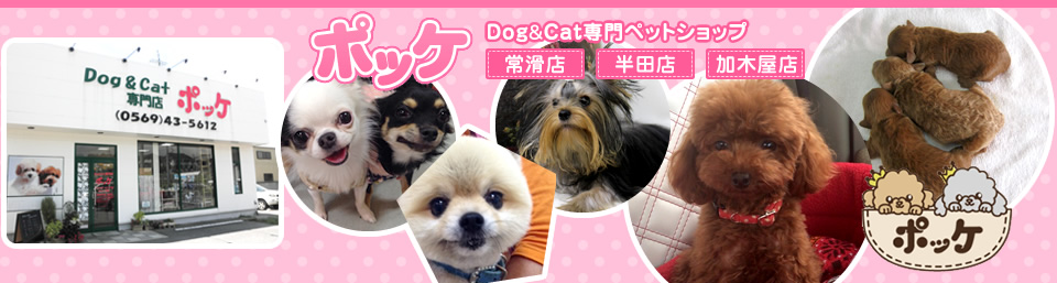 Dog&Cat専門ペットショップポッケ　常滑店　刈谷店